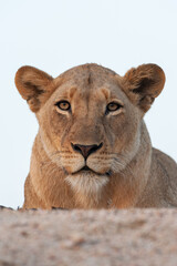 A portrait of a female lion seen on a safari in South Africa