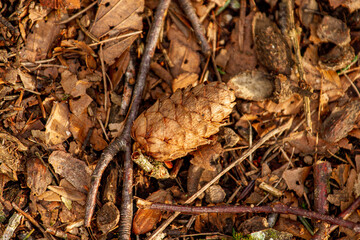 Jolie pomme de pin dans la nature