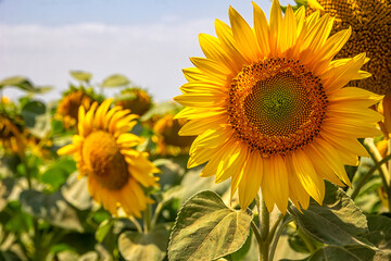 Obraz premium sunflower field under the blue sky and big sunflower close up.