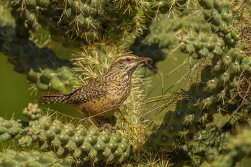 USA, Arizona, Sonoran Desert. Cactus wren with insect.