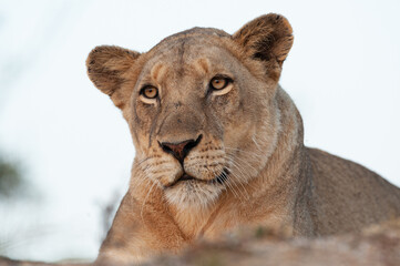 A portrait of a female lion seen on a safari in South Africa