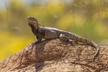 USA, Arizona, Sonoran Desert. Spiny-tailed iguana on rock.
