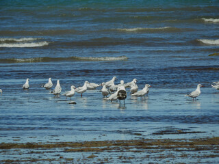 Aves en la orilla del mar