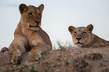 Naklejka na ściany i meble 2 female lions seen on a safari in South Africa