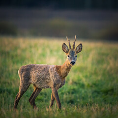 A beautiful portrait of young adult roe deer buck during spring sunrise. Springtime scenery of a male roe deer.