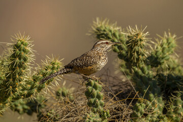 Fototapeta premium USA, Arizona, Sonoran Desert. Cactus wren on cholla cactus.
