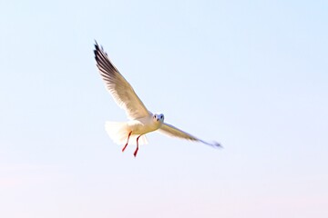 Möwe im Flug