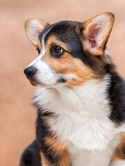 corgi puppy looking sideways in the studio