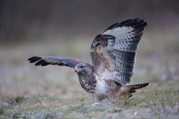Buse variable Buteo buteo au sol
