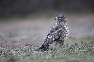 Buse variable Buteo buteo au sol
