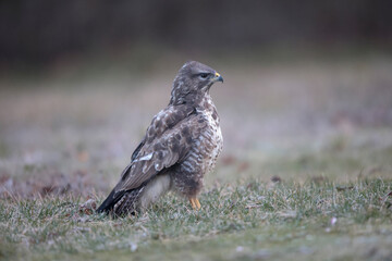 Buse variable Buteo buteo au sol
