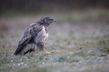 Buse variable Buteo buteo au sol