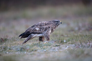 Buse variable Buteo buteo au sol