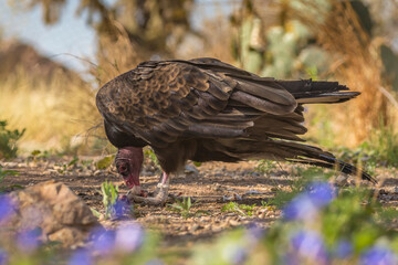 USA, Arizona, Arizona-Sonora Desert Museum. Turkey vulture eating.