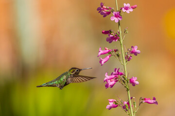 USA, Arizona, Arizona-Sonora Desert Museum. Male Anna's hummingbird and Penstemon flowers.