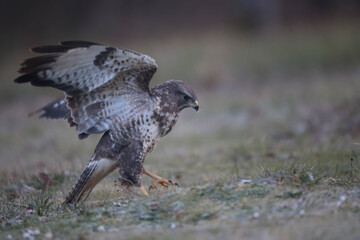 Buse variable Buteo buteo au sol