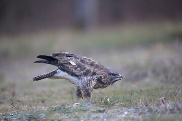 Buse variable Buteo buteo au sol