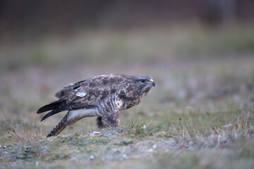Buse variable Buteo buteo au sol
