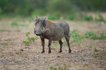 A female Warthog seen on a safari in South Africa