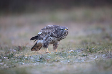 Buse variable Buteo buteo au sol