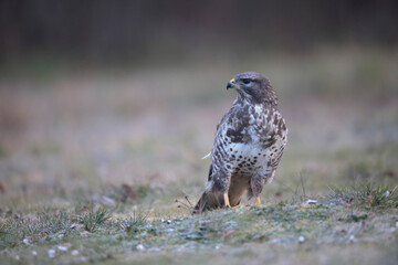 Buse variable Buteo buteo au sol