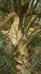 Obraz premium male ol palm 