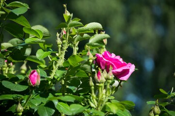 Bright pink bush rose, blooming in summer. Flower close-up