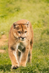 Obraz premium Puma caminando