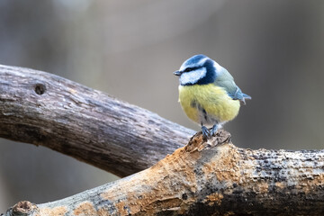 Blue tit (Parus caeruleus), sitting on stump, Cyanistes caeruleus Sitting on a Stump