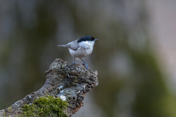 Marsh tit Parus palustris sitting on a stump