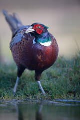 Faisan de Colchide mâle Phasianus colchicus en gros plan