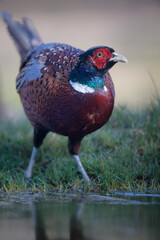 Faisan de Colchide mâle Phasianus colchicus en gros plan