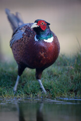 Faisan de Colchide mâle Phasianus colchicus en gros plan