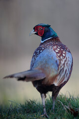 Faisan de Colchide mâle Phasianus colchicus en gros plan