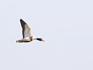 Wildente im Vorbeiflug