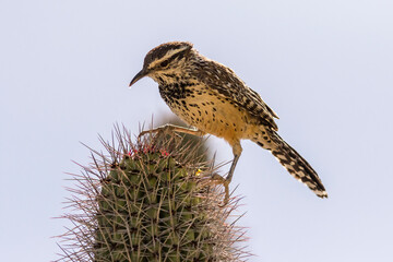 USA, Arizona, Sonoran Desert. Cactus wren perched on cactus thorns.