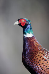 Faisan de Colchide mâle Phasianus colchicus en gros plan