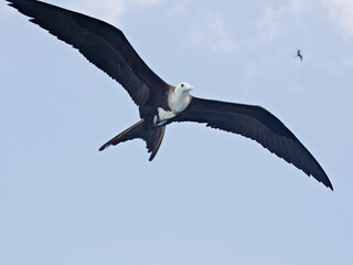 Fregattvogel