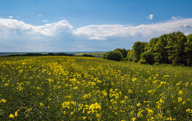 Spring rapeseed yellow blooming fields view, blue sky with cloud