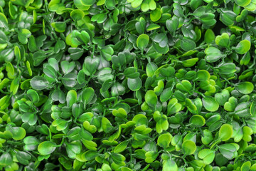 Green plants background. Plant petals texture.