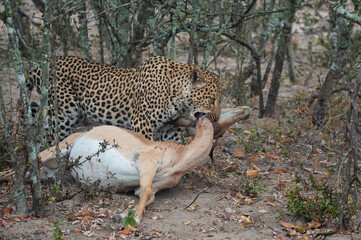 A female Leopard with a freshly killed Impala seen on a safari in South Africa