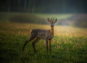 A beautiful portrait of young adult roe deer buck during spring sunrise. Springtime scenery of a male roe deer.