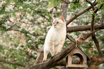 Fototapeta na wymiar A beautiful tabby cat is sitting on a tree. Spring, the apple tree blooms.