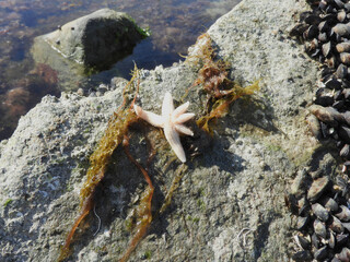 Estrella de mar en la orilla del mar