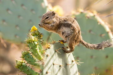 USA, Arizona, Desert Botanic Garden. Harris's ground squirrel feeding on prickly pear cactus blossom.