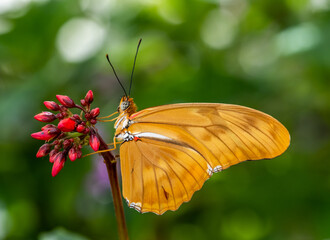 A single orange Butterfly on o red flower