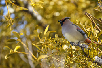 枝にとまるヒレンジャク