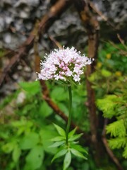 Valeriana officinalis