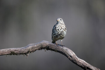 Grive draine Turdus viscivorus en gros plan