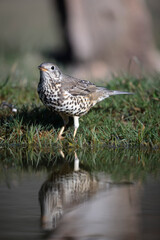 Grive draine Turdus viscivorus en gros plan